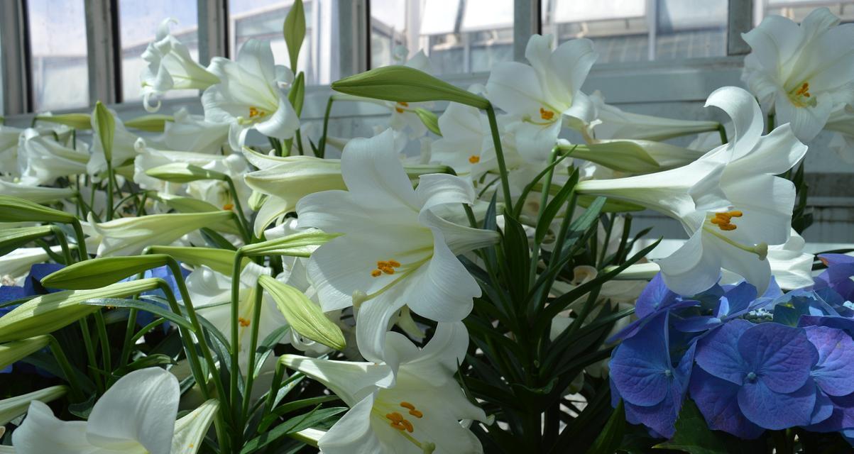 水仙与百合搭配的花语有何寓意？