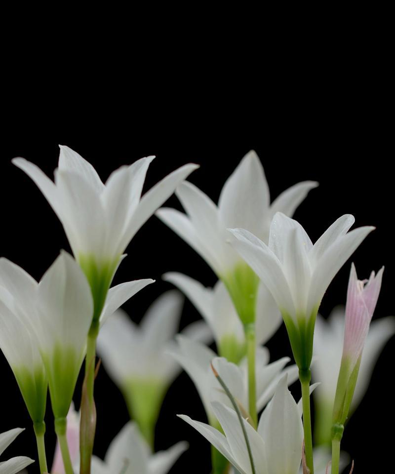 水仙与百合搭配的花语有何寓意？
