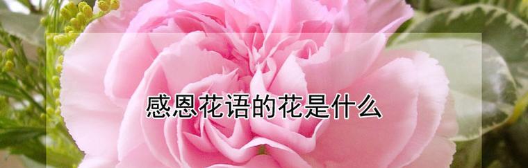 受欢迎的花花语是什么意思？它象征着怎样的受欢迎特质？