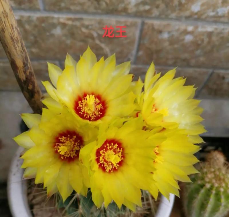 仙人球龙王夏天会开花吗？如何养护才能促进开花？