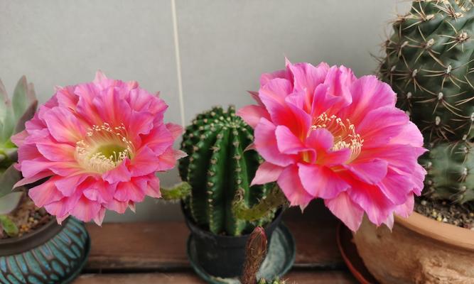 彩色仙人球花苞不开花的原因是什么？