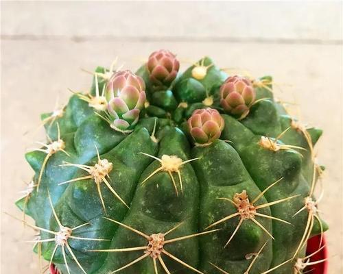 彩色仙人球花苞不开花的原因是什么？