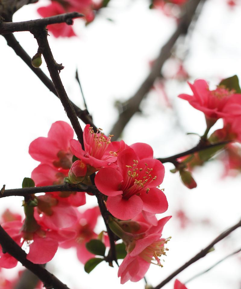 梅花的简介和花语是什么？梅花有哪些寓意？