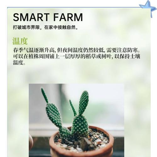 盆景仙人掌球的养护和浇水方法是什么？