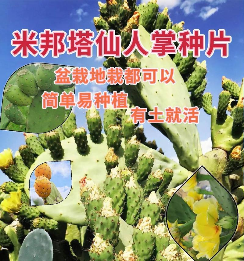 盆景仙人掌球的养护和浇水方法是什么？