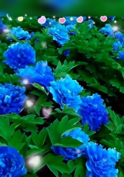 哪种牡丹花品种能开出蓝色花朵？