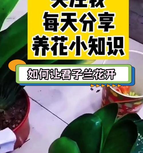 君子兰叶子夹花如何处理？君子兰叶子夹花的解决方法是什么？