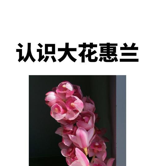 慧兰花的寓意和花语有何深意？