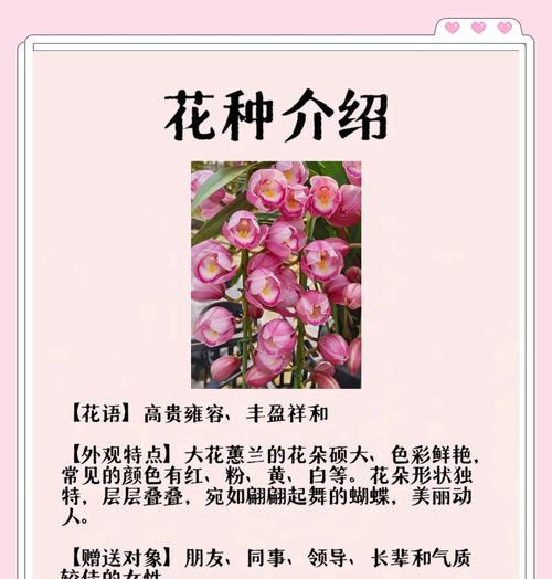 慧兰花的寓意和花语有何深意？
