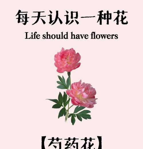 白色芍药花的花语有哪些？它在表达情感时有何特别之处？