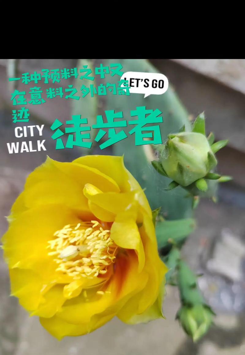 绿鱼尾仙人掌开花的养护秘诀？