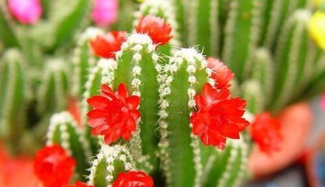 绿鱼尾仙人掌开花的养护秘诀？
