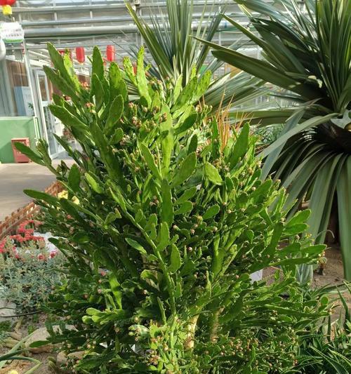 绿鱼尾仙人掌开花的养护秘诀？