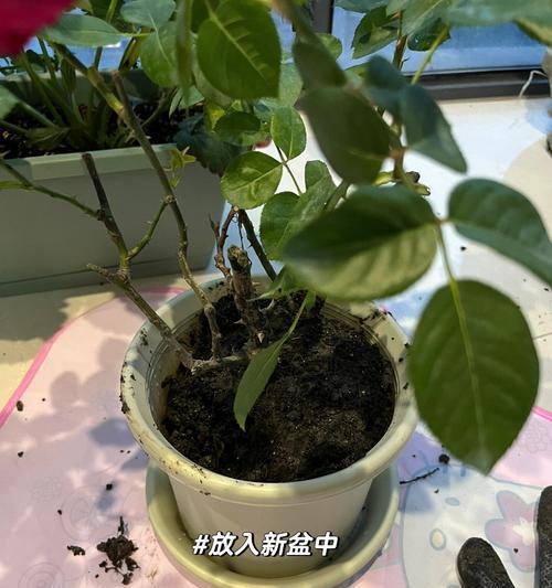 玫瑰花转盆后如何正确修剪？