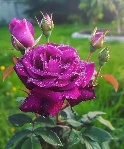 卡洛玫瑰的花语代表什么？