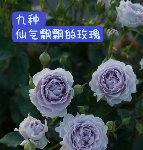 玫瑰花转盆后如何正确修剪？