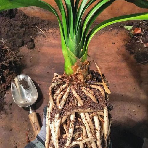 君子兰水苔种植的优势是什么？具体操作方法？