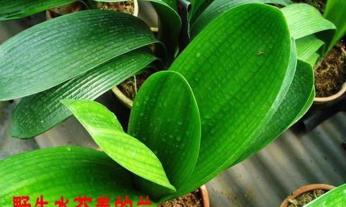 君子兰水苔种植的优势是什么？具体操作方法？
