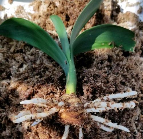 君子兰水苔种植的优势是什么？具体操作方法？