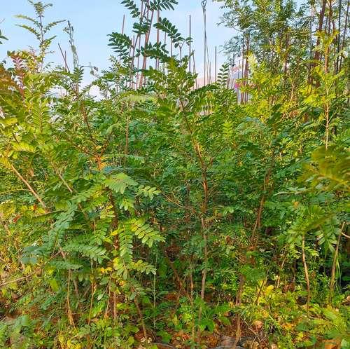 青木香花的花语代表什么？