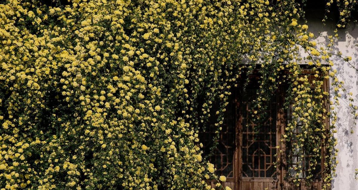 青木香花的花语代表什么？