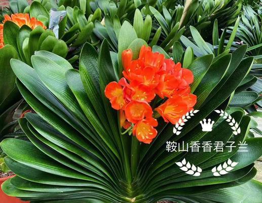 18枝花君子兰的培养方法是什么？