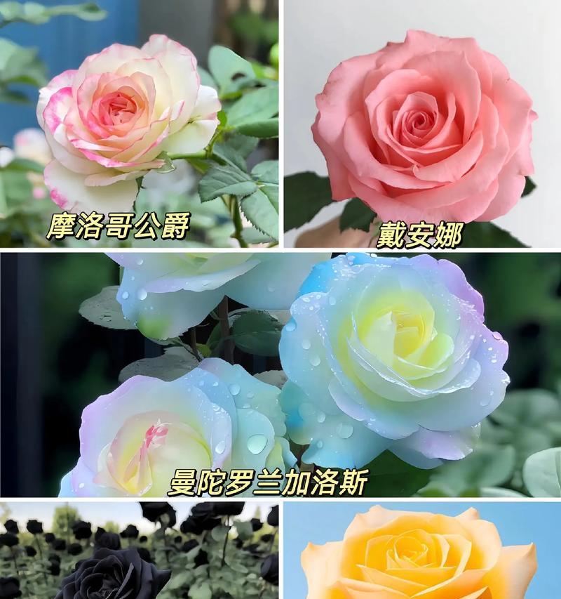 哪种玫瑰花品种花朵最大？