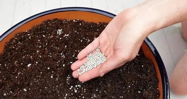 大仙人球种子的种植步骤是什么？种植时需要注意哪些要点？