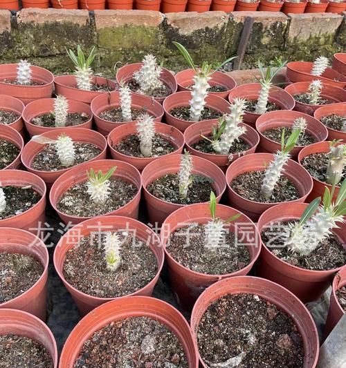 大仙人球种子的种植步骤是什么？种植时需要注意哪些要点？