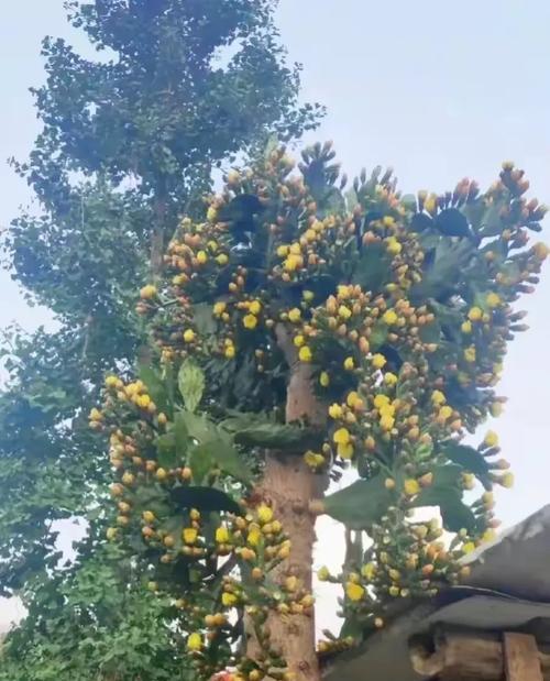 石灰水仙人掌种植方法是什么？如何确保其健康生长？