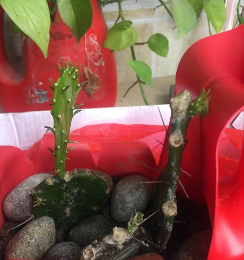 石灰水仙人掌种植方法是什么？如何确保其健康生长？