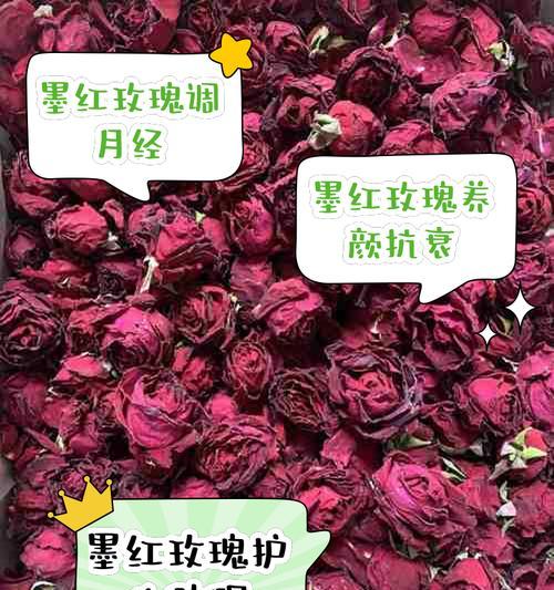 低海拔地区如何养护玫瑰花？低海拔玫瑰花的养殖要点是什么？