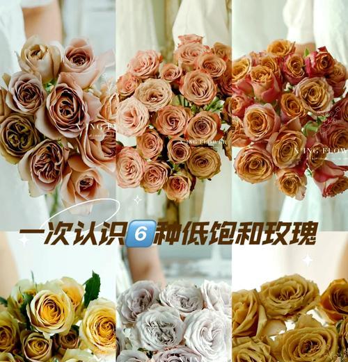 低海拔地区如何养护玫瑰花？低海拔玫瑰花的养殖要点是什么？