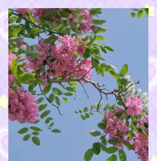 红洋槐花的花语是什么？它传递了哪些情感？