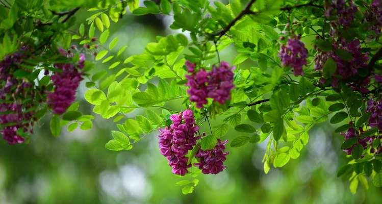 红洋槐花的花语是什么？它传递了哪些情感？