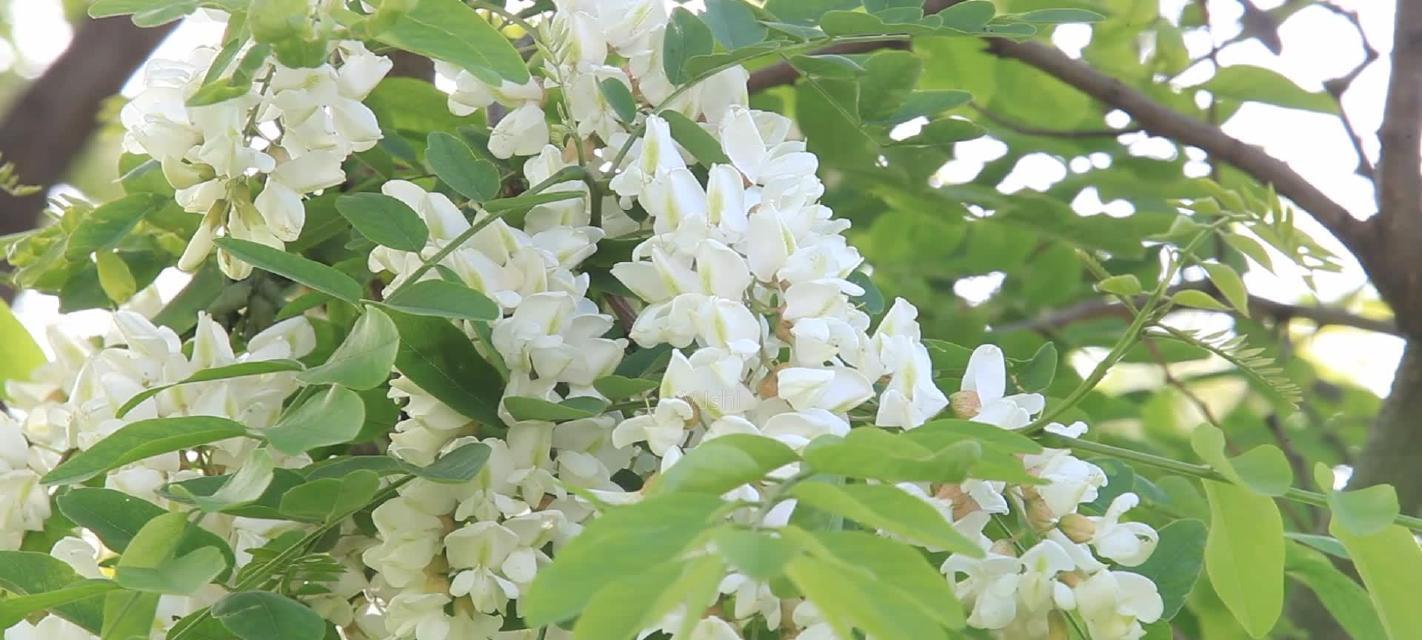 红洋槐花的花语是什么？它传递了哪些情感？