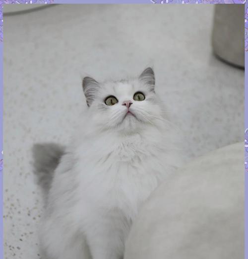 猫咪仙人掌的种植者是谁？如何正确养护？