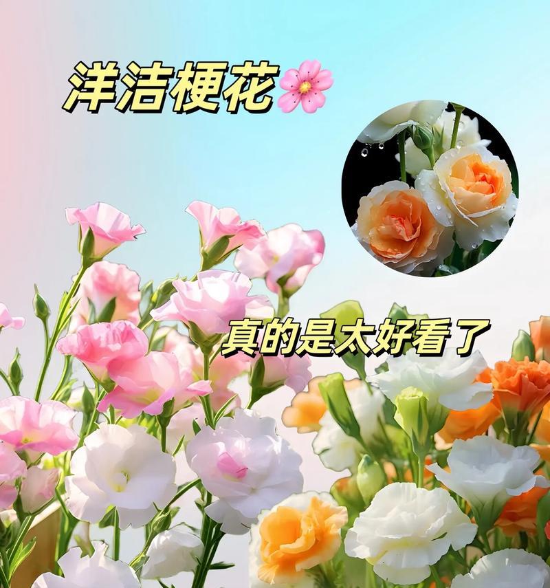 柠檬桔梗花语代表了哪些情感？