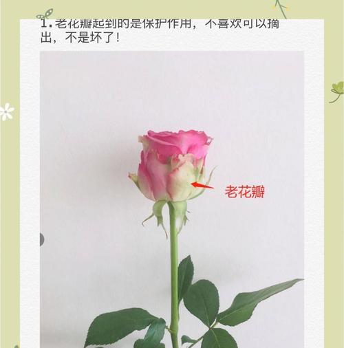 玫瑰花控制浇水的正确方法是什么？