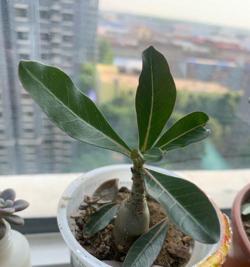 玫瑰花控制浇水的正确方法是什么？