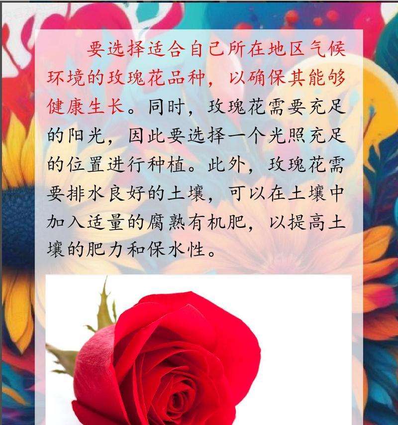 玫瑰花控制浇水的正确方法是什么？