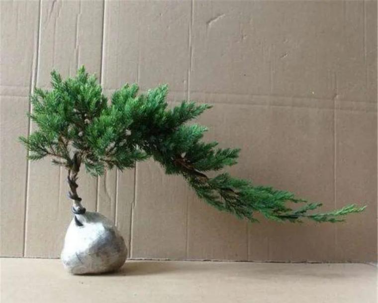 邪恶仙人球红花的养护要点是什么？