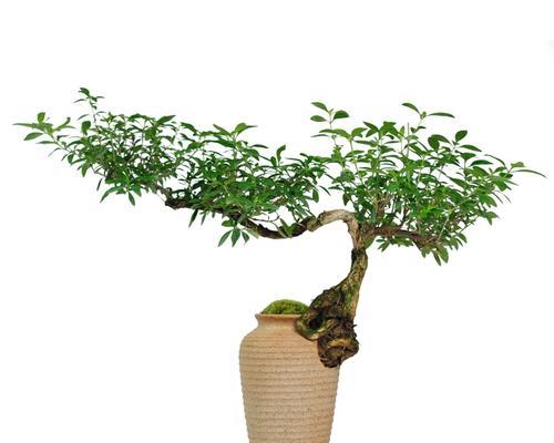 邪恶仙人球红花的养护要点是什么？
