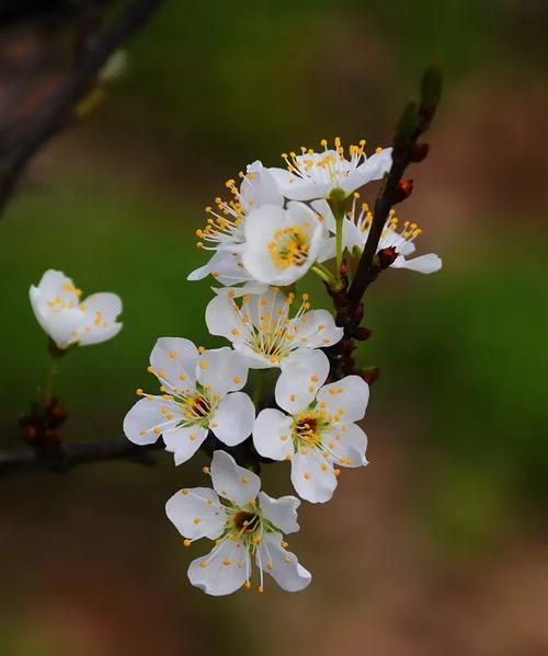 李莲花的花语有哪些？花言花语中蕴含了哪些文化？