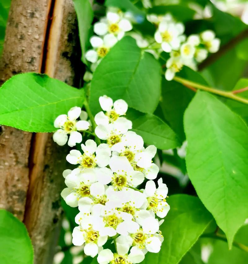 李莲花的花语有哪些？花言花语中蕴含了哪些文化？