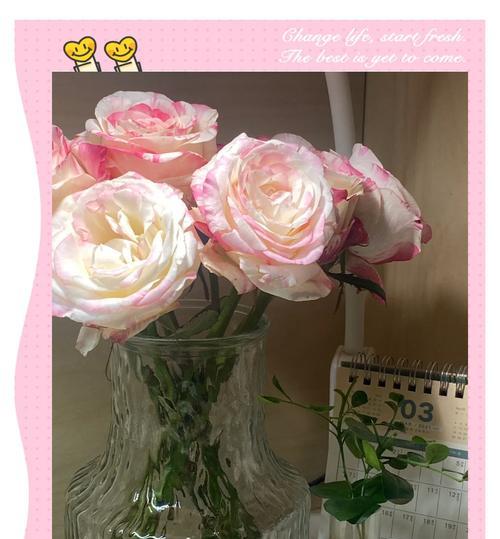 马瓦尔玫瑰花养护方法有哪些？