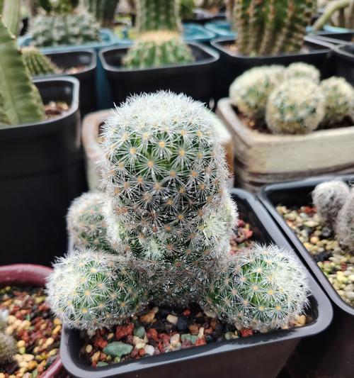 仙人球在雨中开花是正常现象吗？