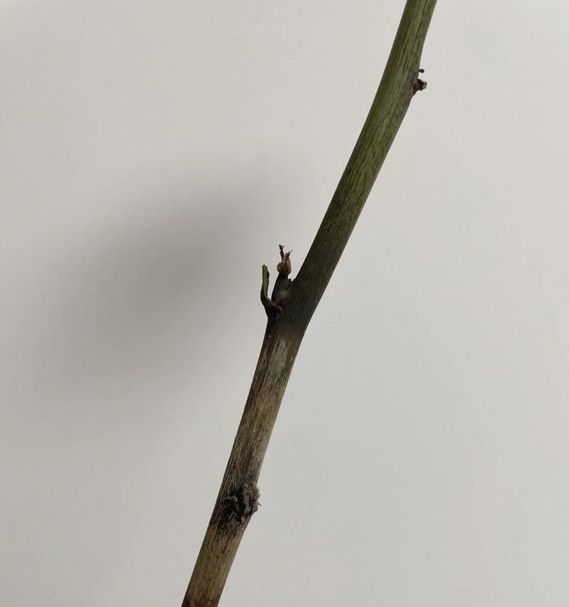 超长花杆玫瑰花属于哪种品种？如何进行养护？