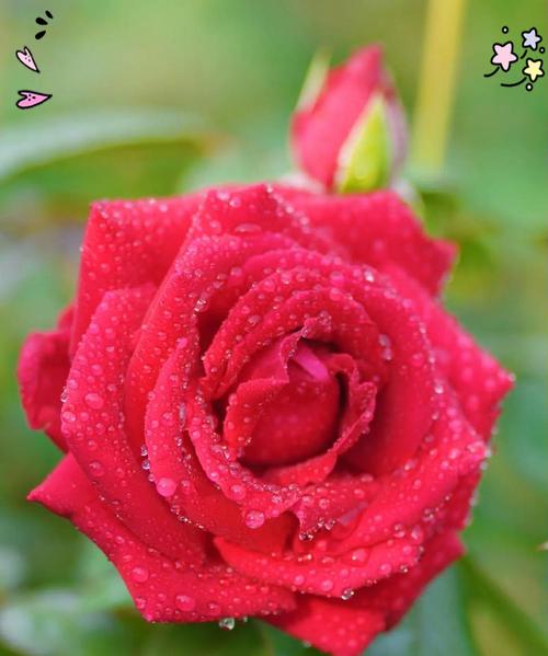 超长花杆玫瑰花属于哪种品种？如何进行养护？