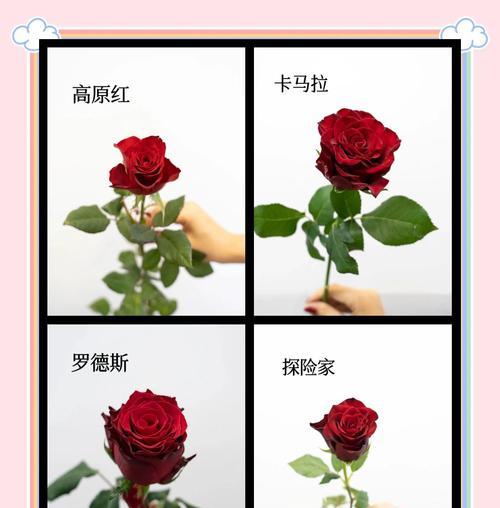 冬季红玫瑰的花语有何不同？